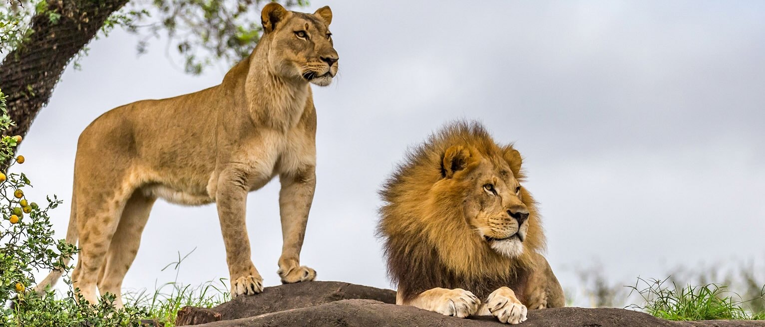 Lions resting on a rock with a cloudy sky in the background during an African safari.