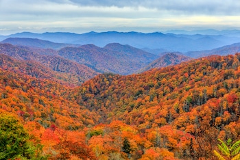 Changing leaves on autumn foliage in the Great Smoky Mountains National Park on an overcast fall day.