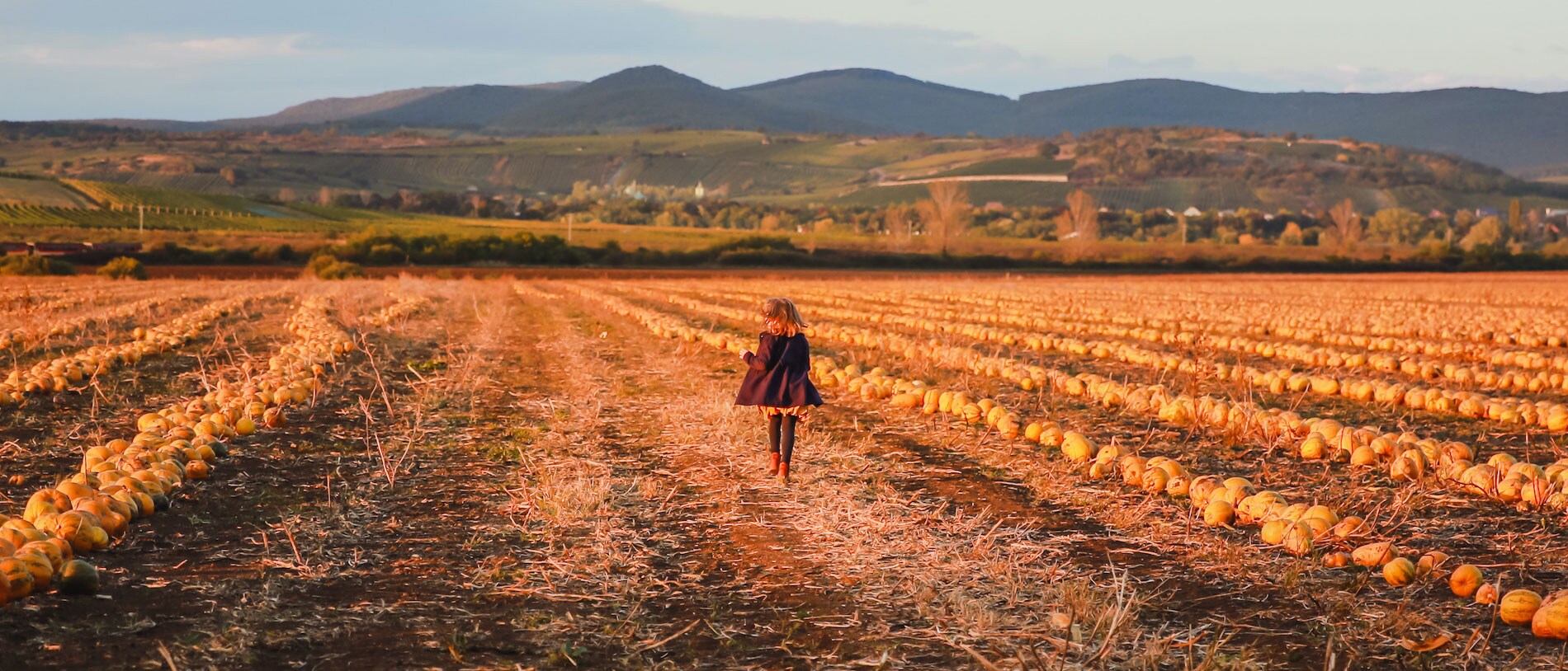 Child exploring a field of pumpkins or pumpkin patch during the fall season in the countryside