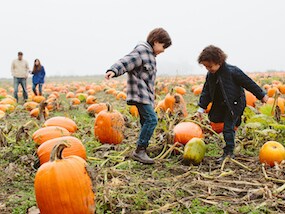 Two young boys playing with pumpkins in a pumpkin patch wearing cozy fall jackets and parents approaching in the background