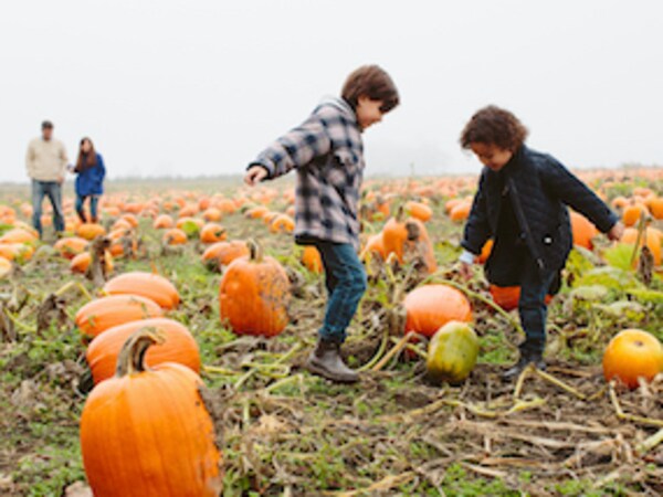 Two young boys playing with pumpkins in a pumpkin patch wearing cozy fall jackets and parents approaching in the background