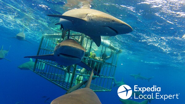 Reggae Shark Adventures Full Free Video