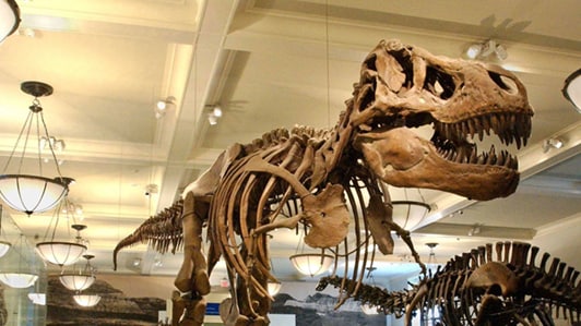 American Museum of Natural History
