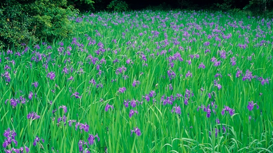 Highgrove Gardens