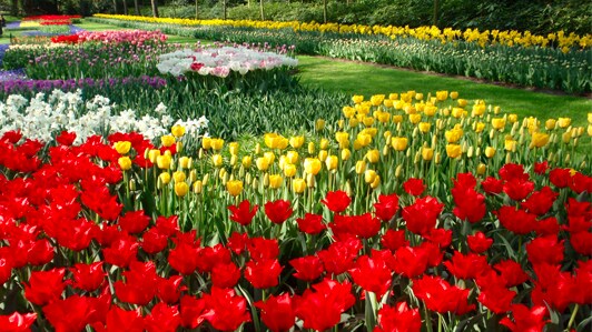 Keukenhof