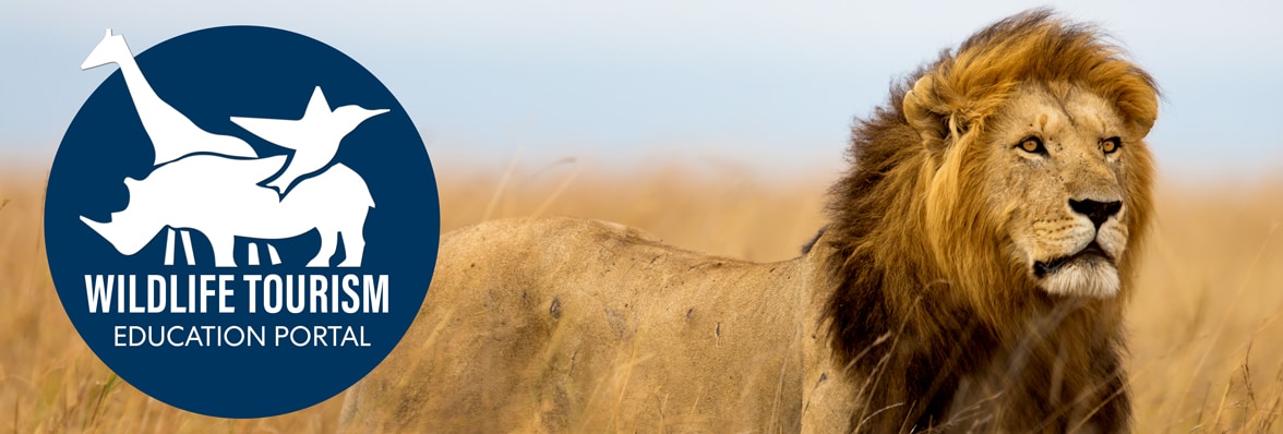 Lion on the savanna for the Expedia Wildlife Education Portal