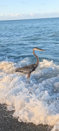 There we so many beautiful birds on the beach.