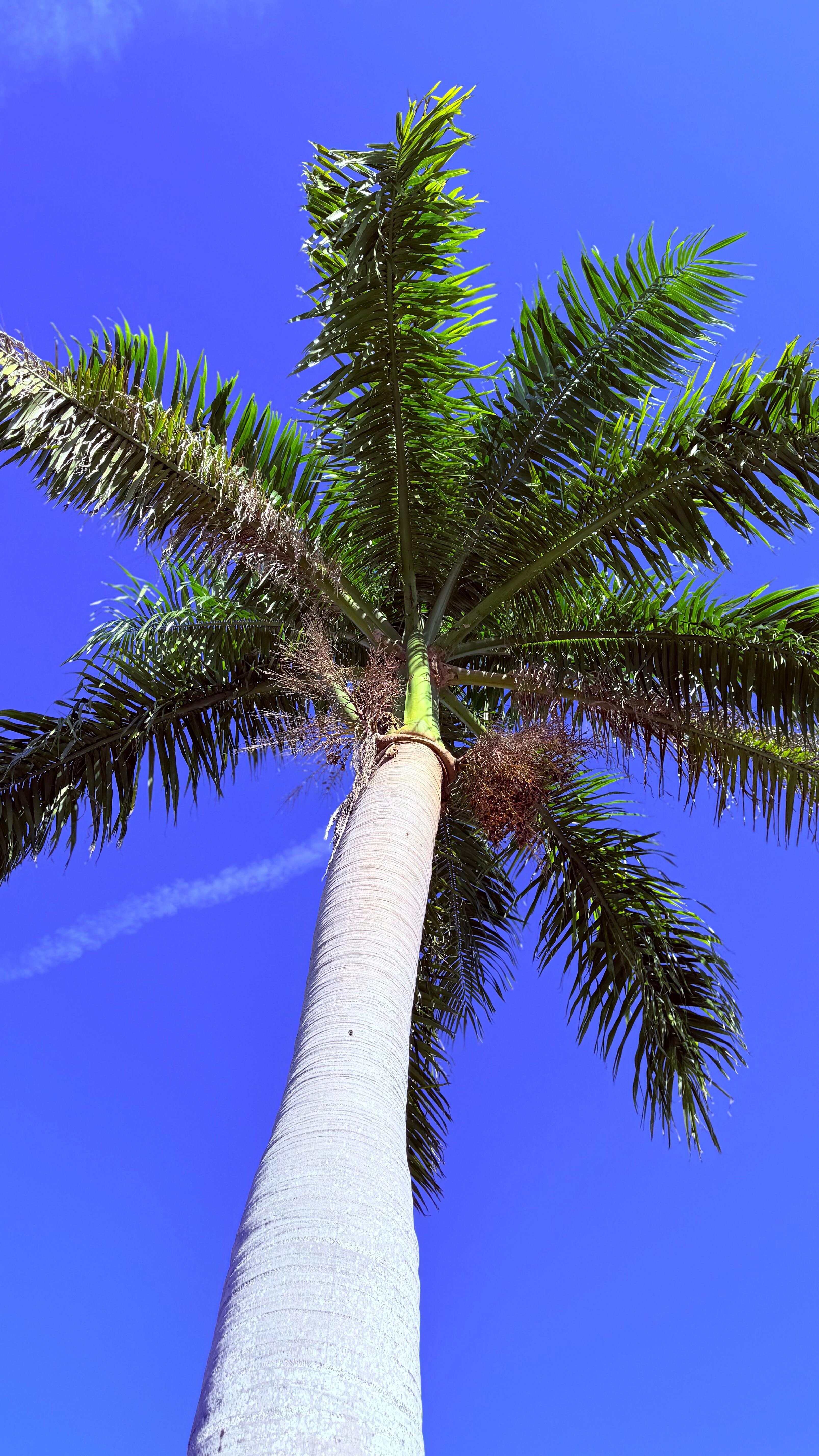 Front deck palm tree