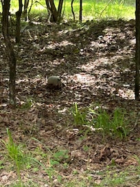 Armadillo that has a den 20 feet from the cabin