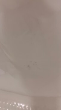 Mold on shower curtain
