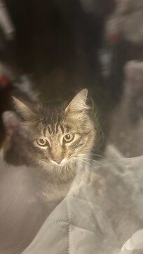 Peppermint the cat