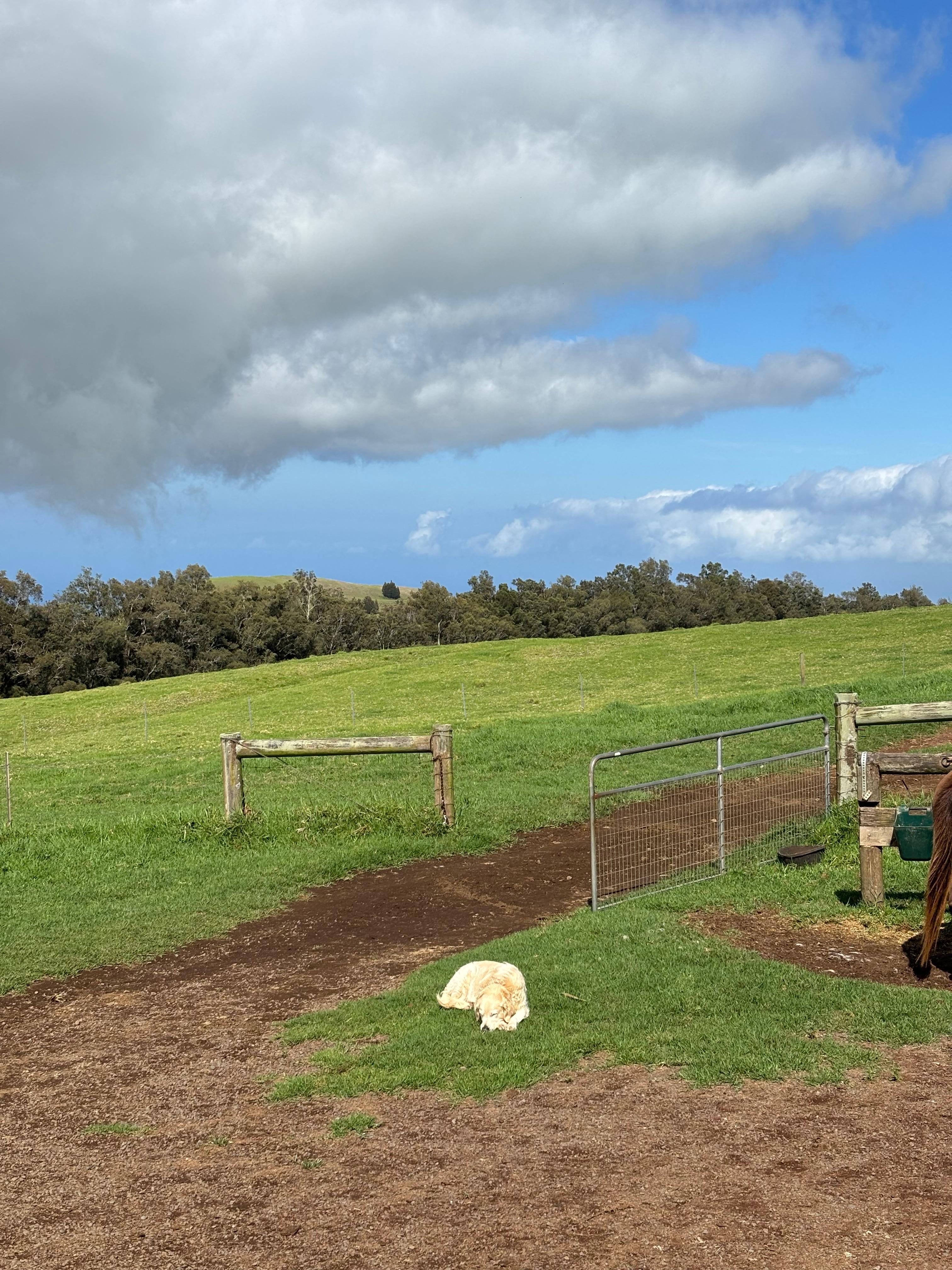 Official lazy stable dog