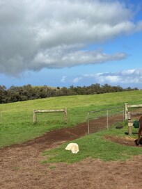 Official lazy stable dog