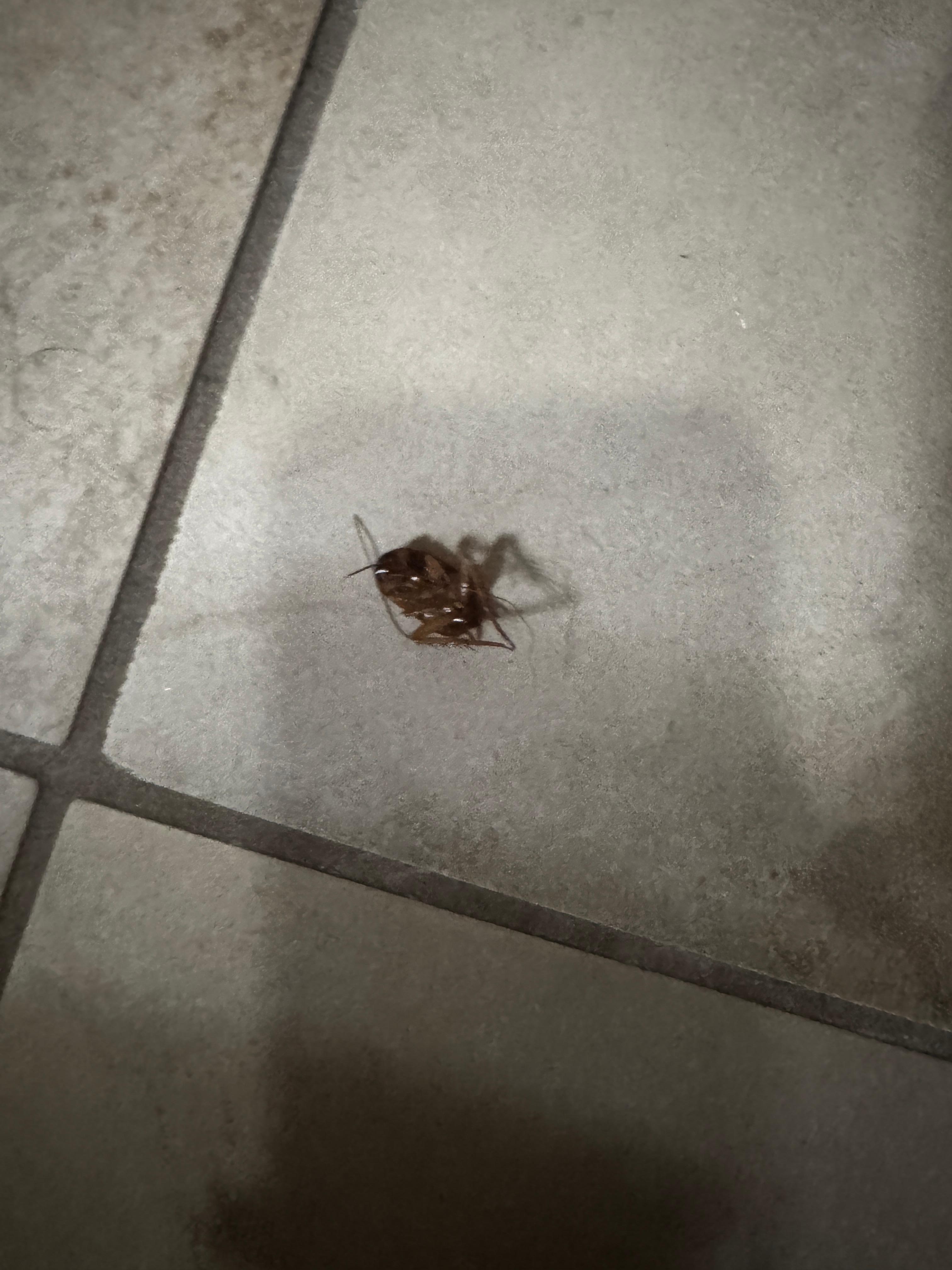 Cockroach in washroom