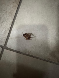 Cockroach in washroom