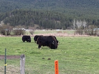 Yaks grazing across the road.