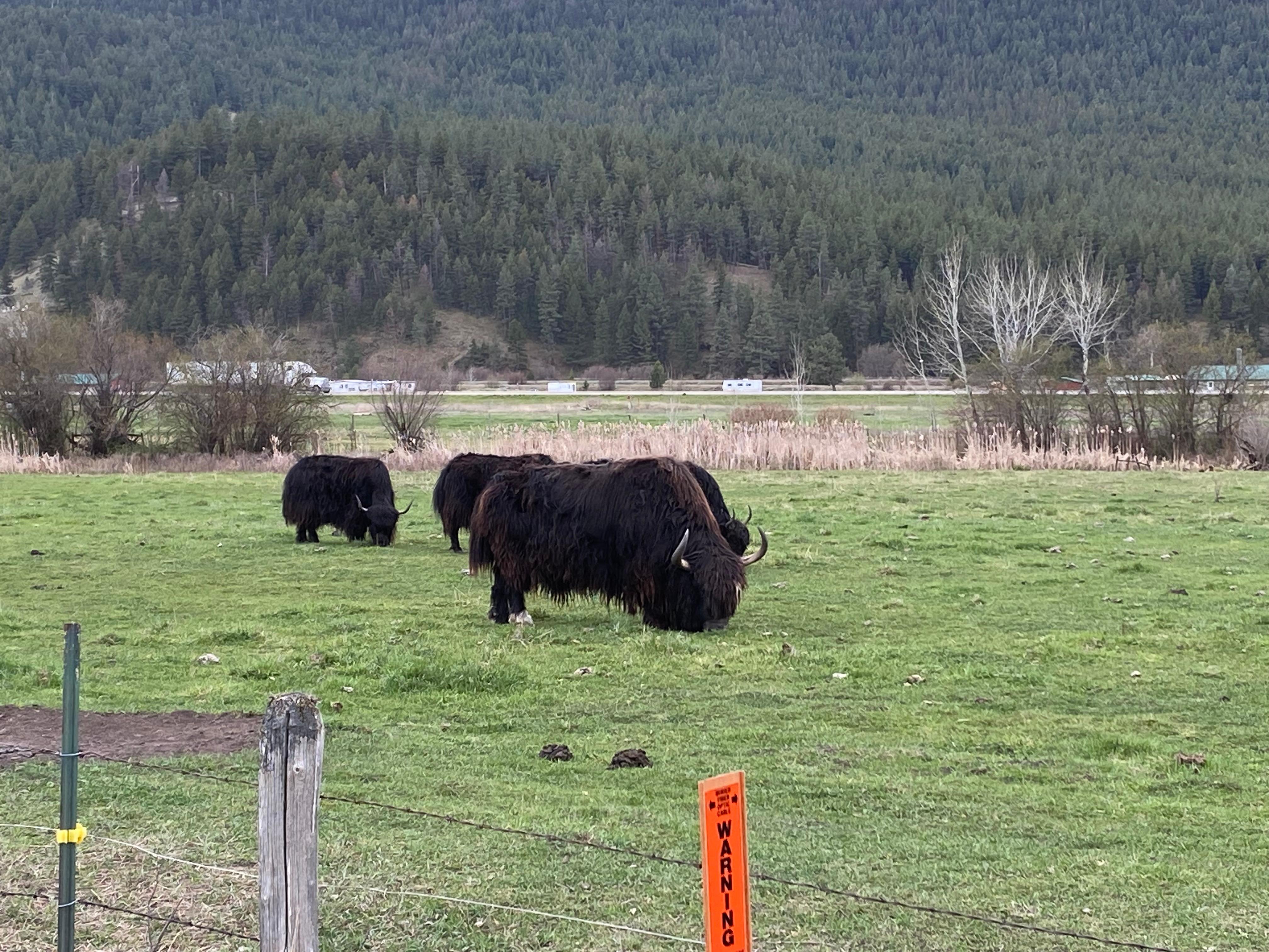 Yaks grazing across the road.