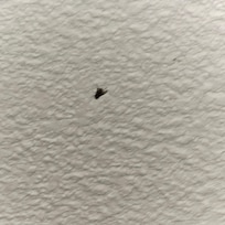 Dead fly on the ceiling, killed by previous guest