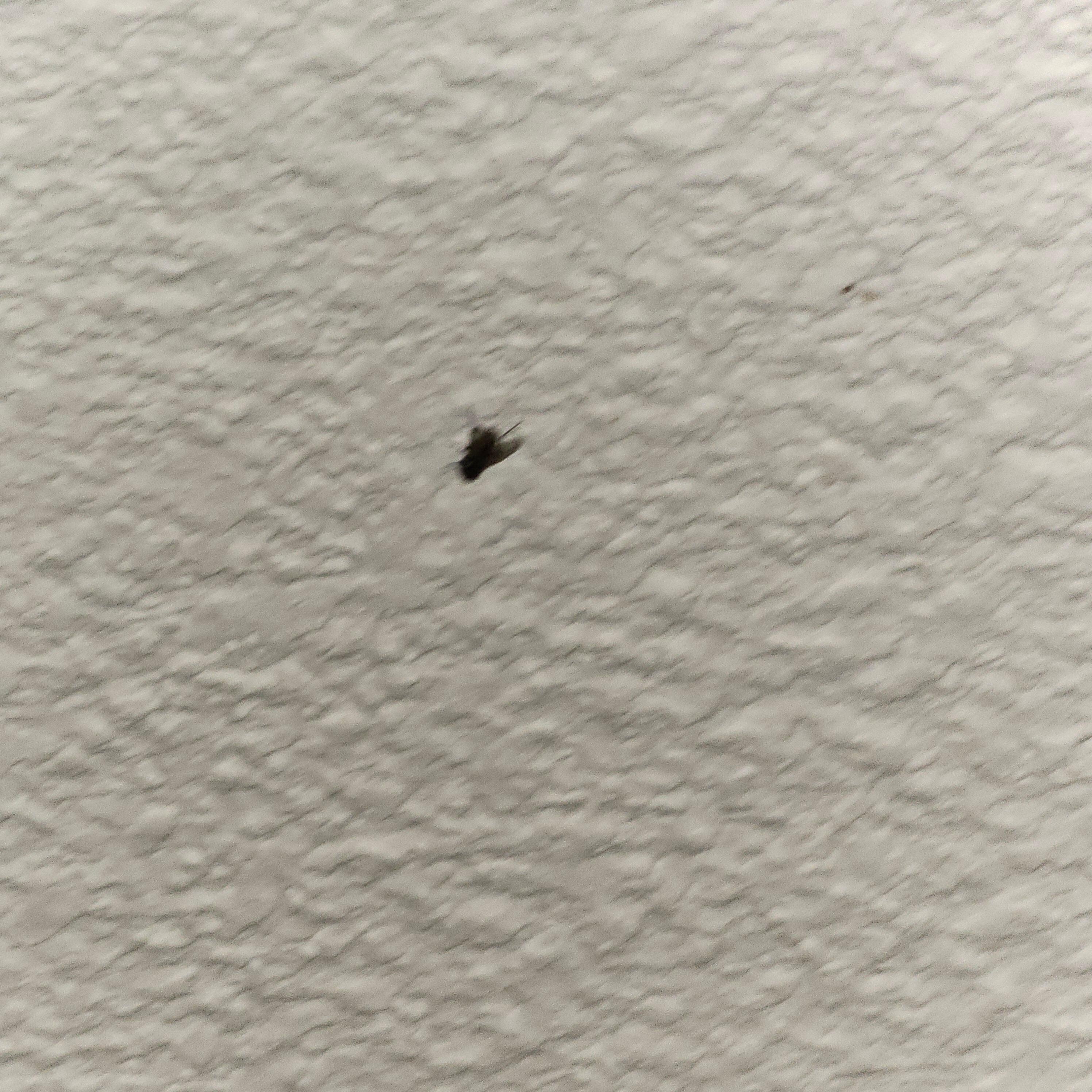 Dead fly on the ceiling, killed by previous guest