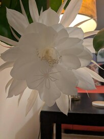 Night Blooming Cereus only blooms at night and for only one night. It was a sight to behold!