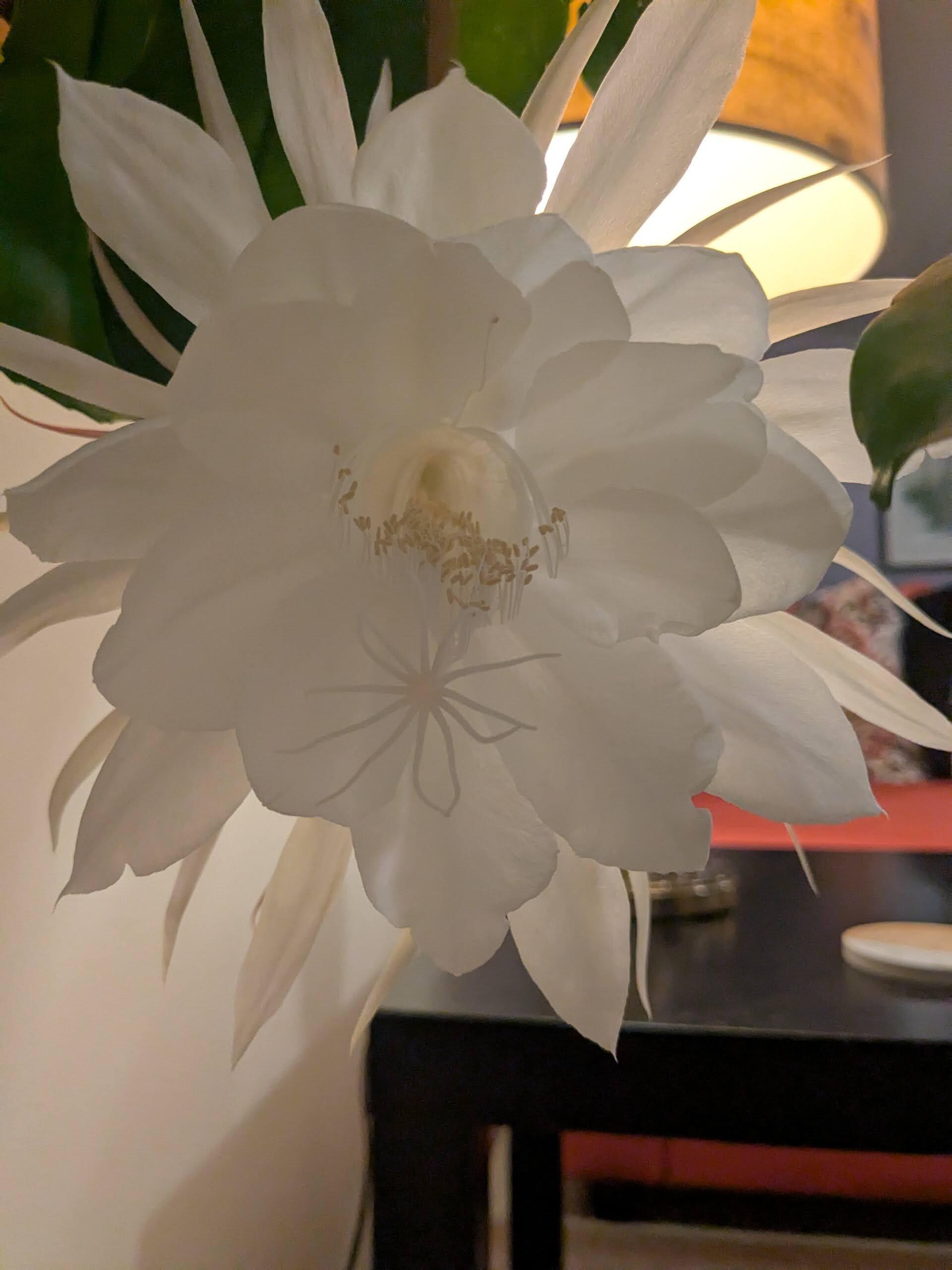 Night Blooming Cereus only blooms at night and for only one night. It was a sight to behold! 