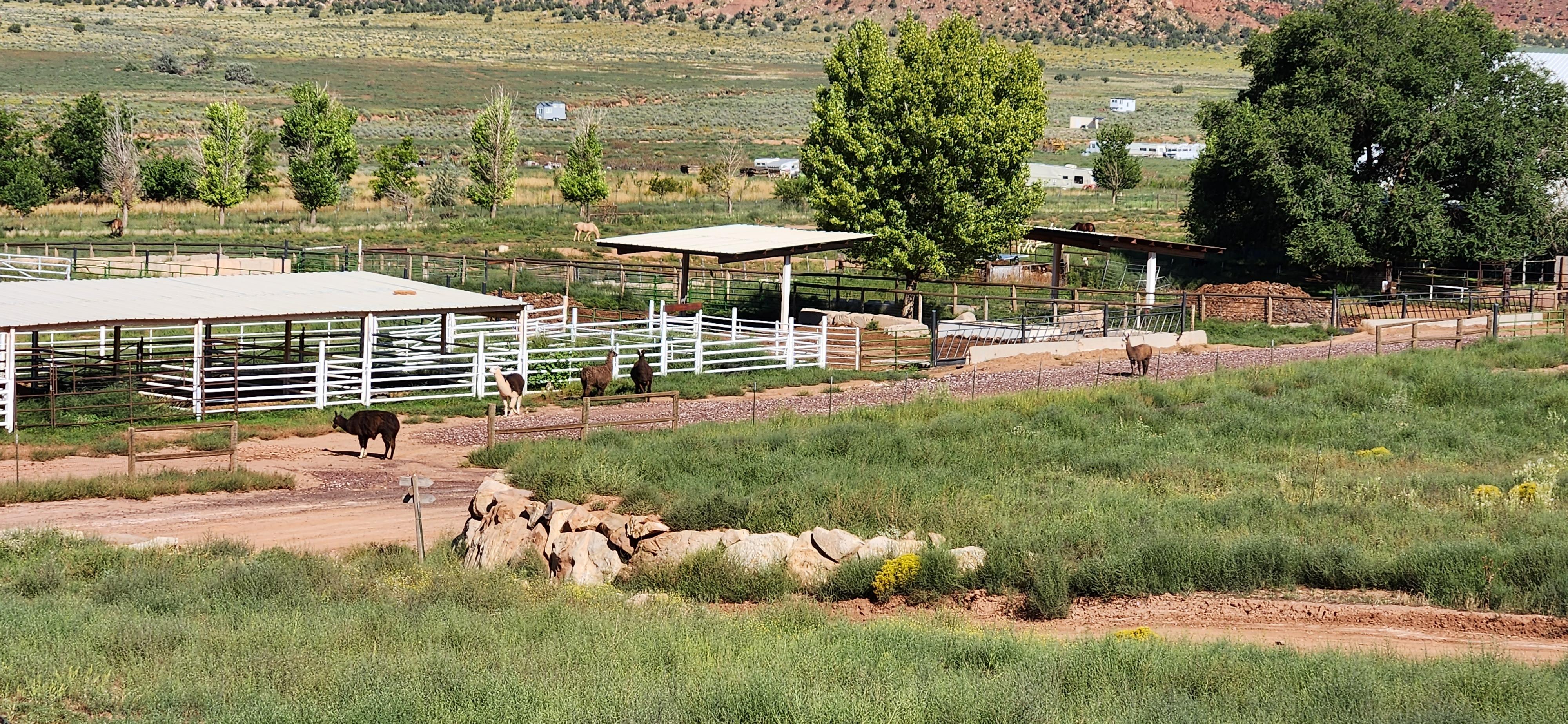 Llamas were wandering about when we woke up in the morning. We sat on the porch swings and enjoyed our coffee and the view