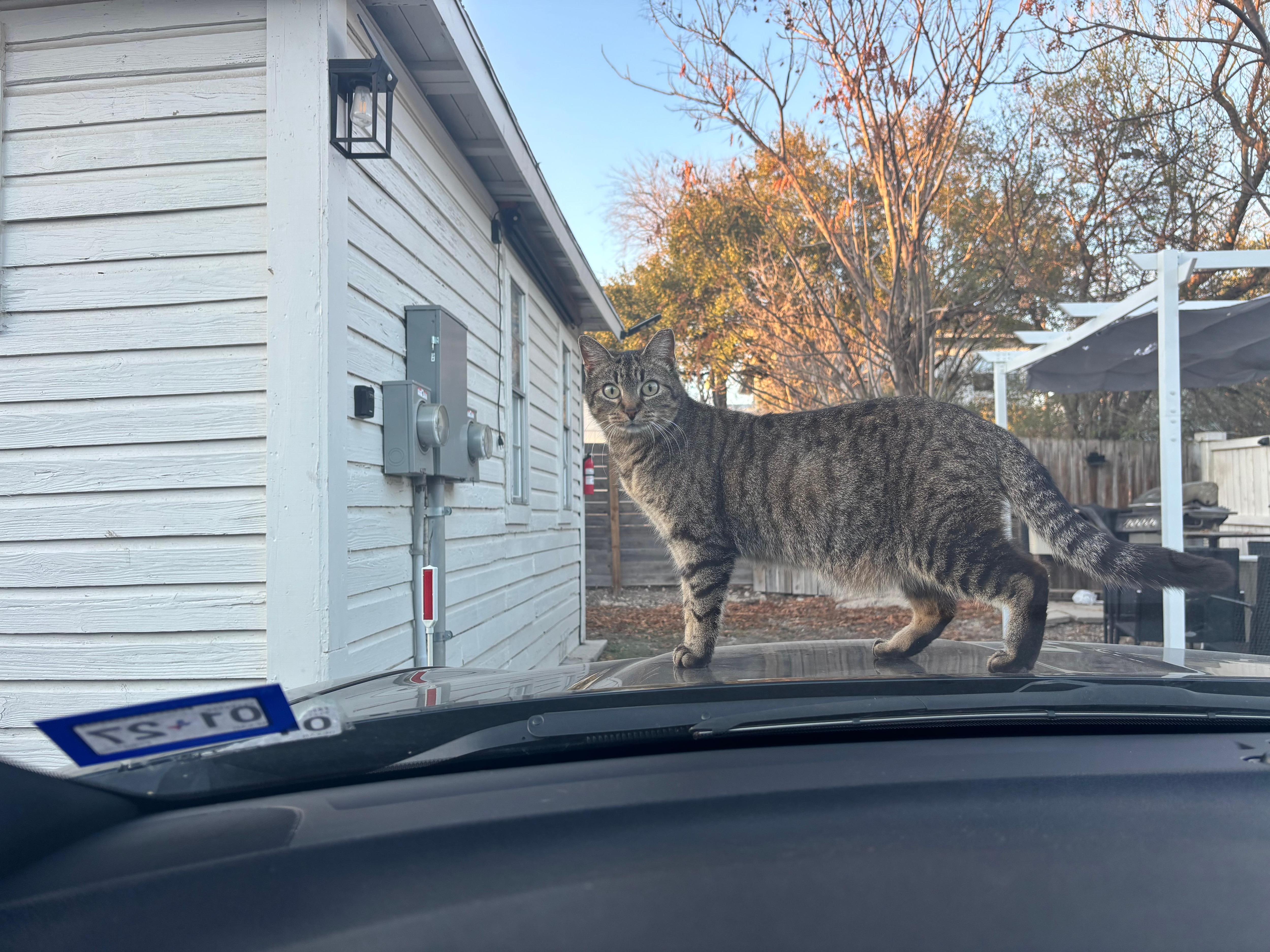 “Watch” cat monitored the parking lot. 😎