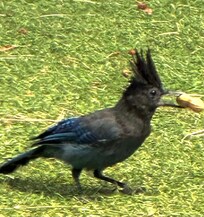 The birds love peanuts!