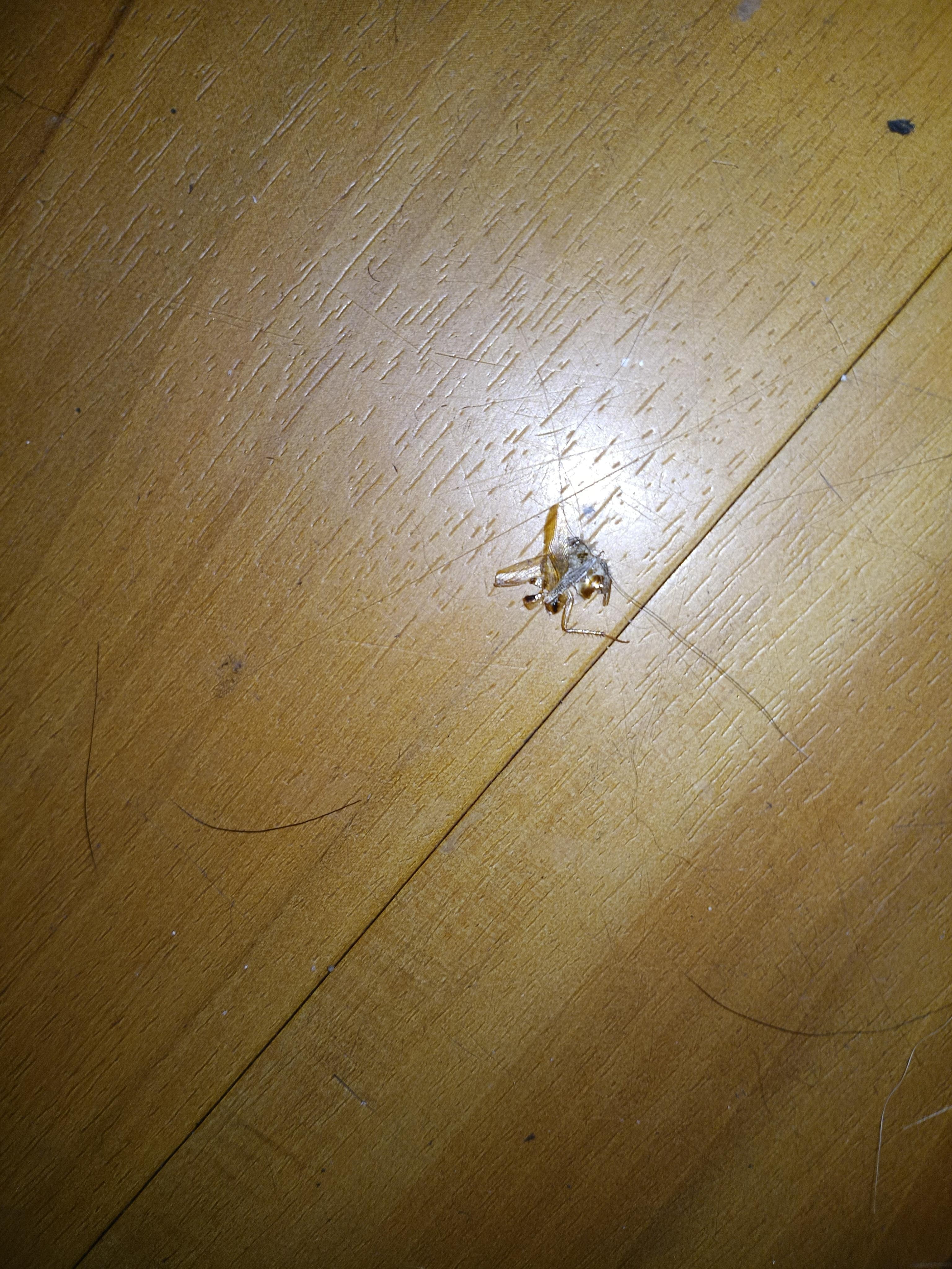 Roaches that I killed.