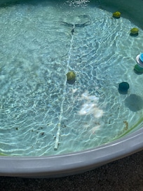 The cleaning crew left the tools to clean the pool. But did not clean it