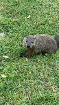 They were only a couple feet away! I wasn’t chancing touching them but they were so close I could have!