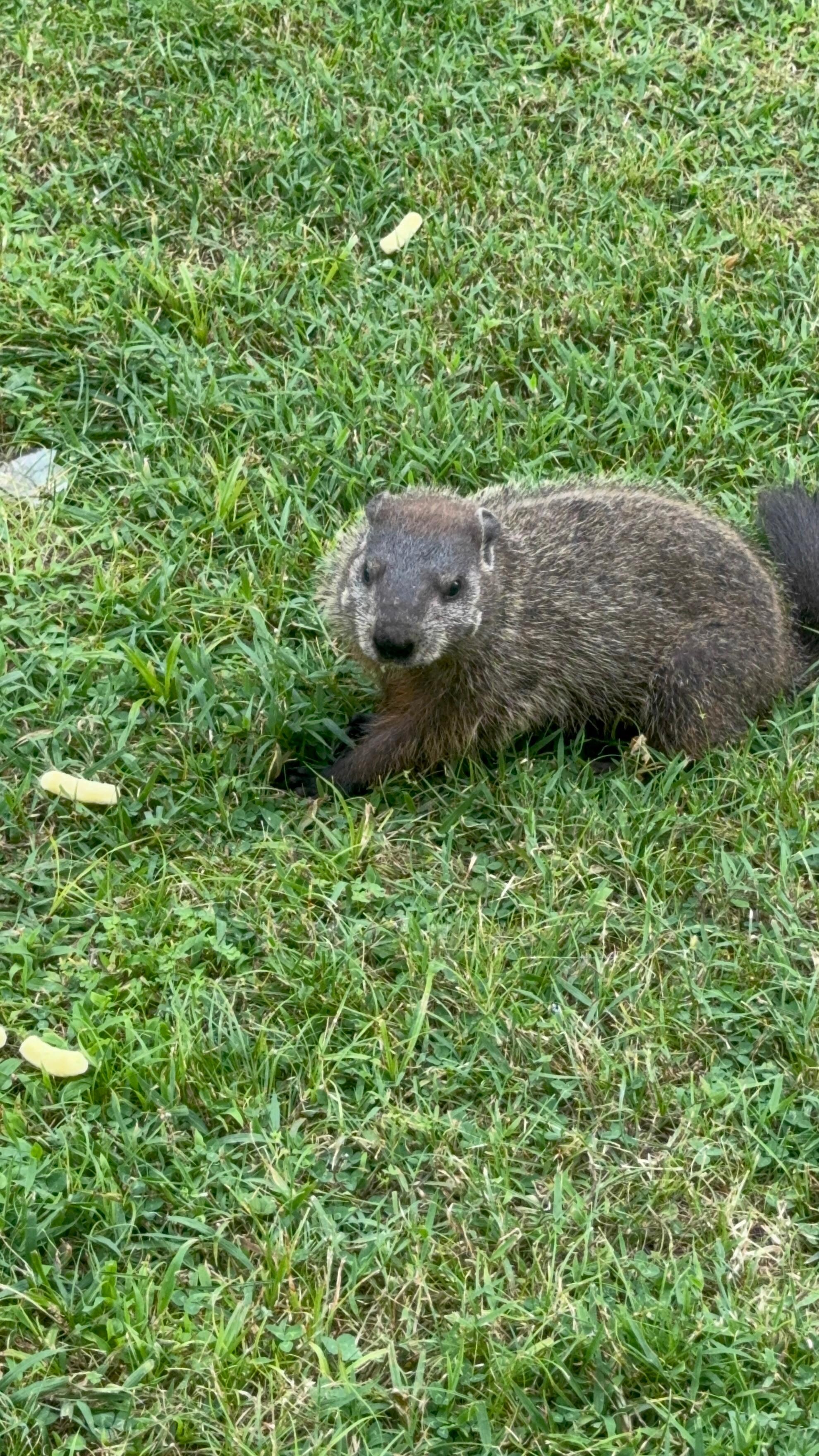 They were only a couple feet away! I wasn’t chancing touching them but they were so close I could have! 