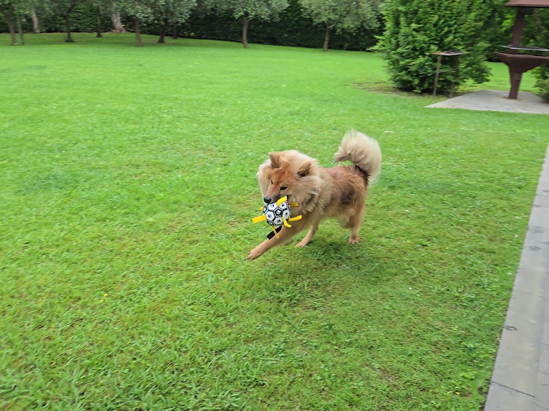 Hunde können toben