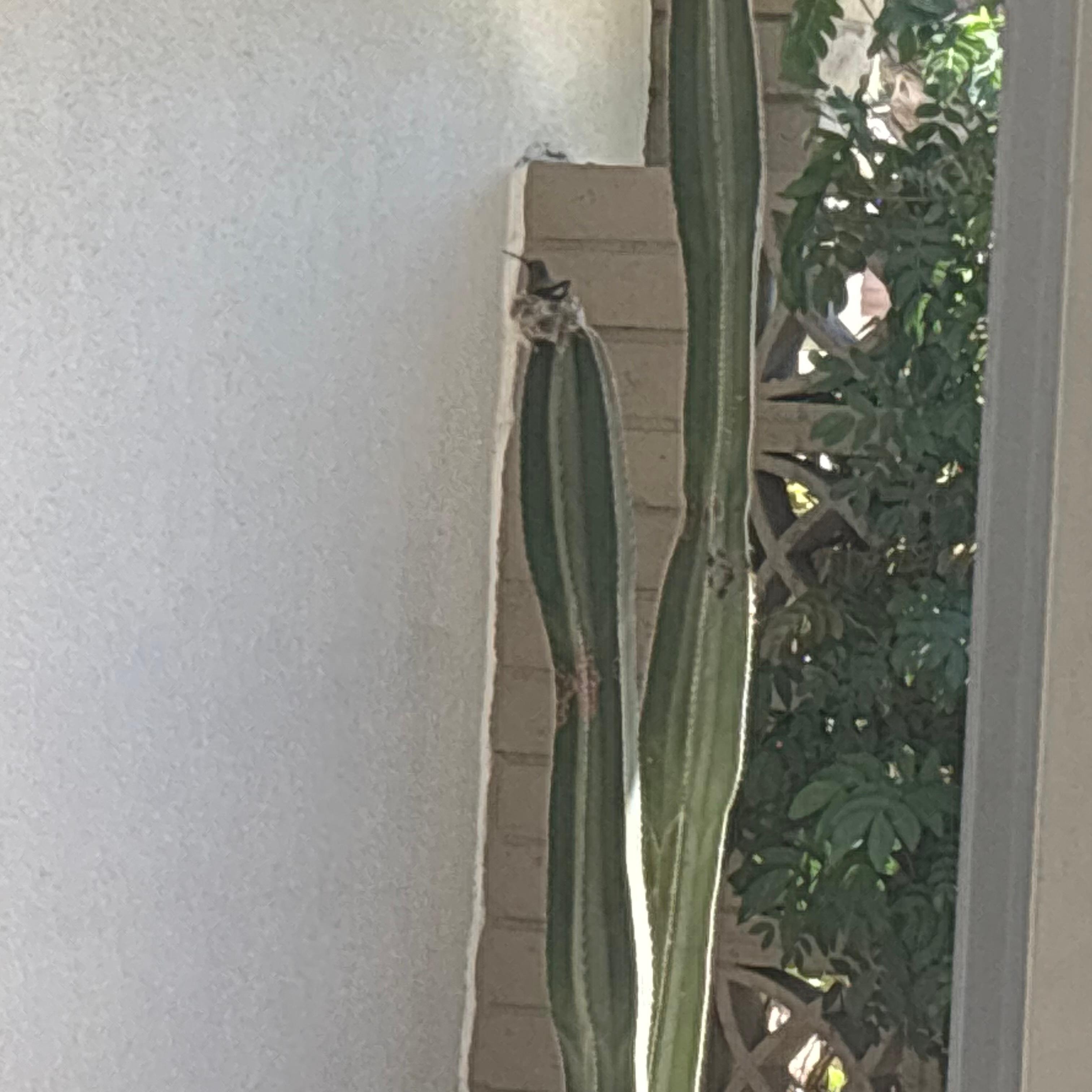 Having a hummingbird nest at our front door was the best!