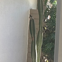 Having a hummingbird nest at our front door was the best!