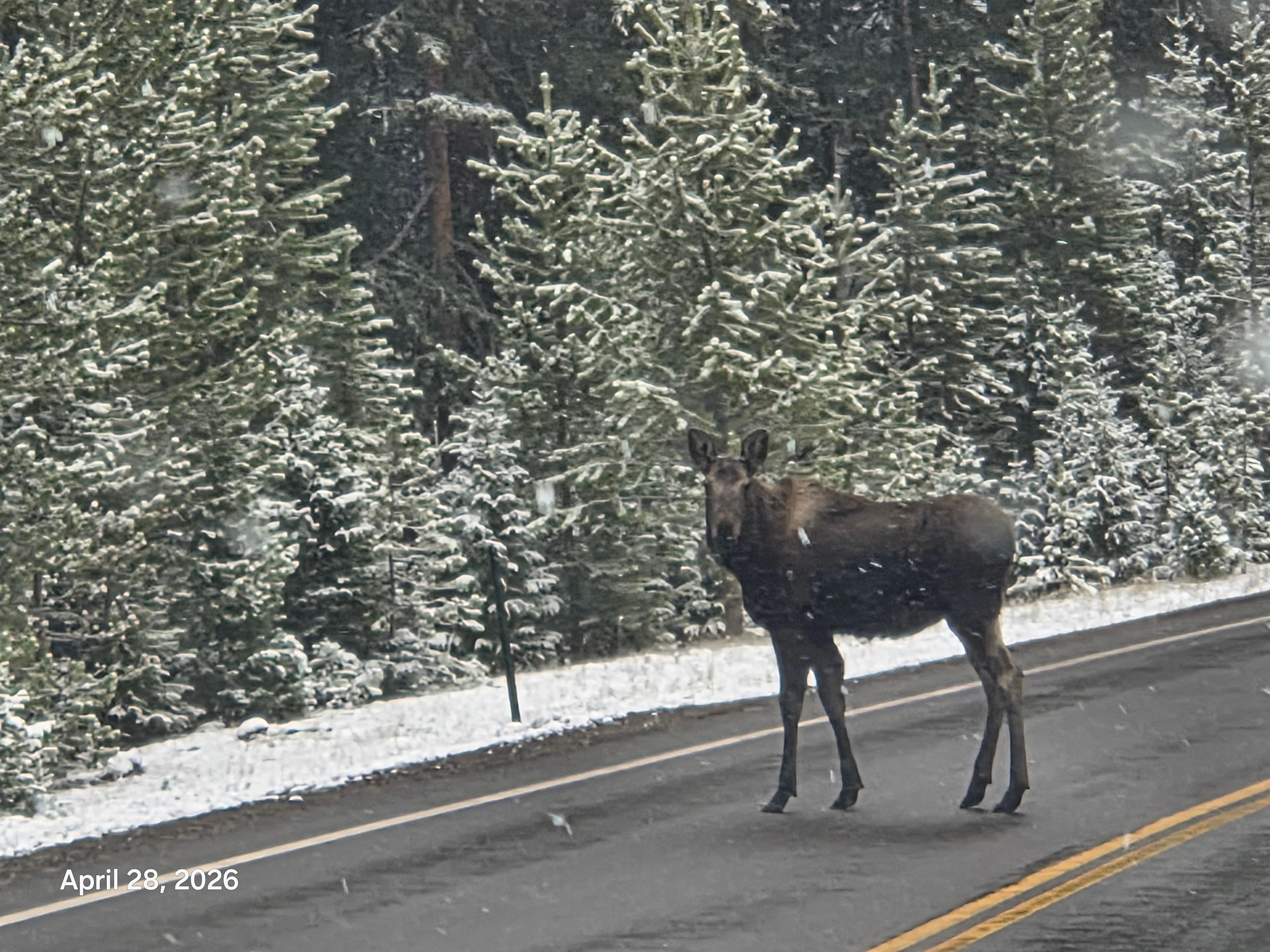 We hoped to see a Moose and we saw a mother and her calf! ❤️ 