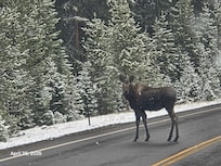 We hoped to see a Moose and we saw a mother and her calf! ❤️
