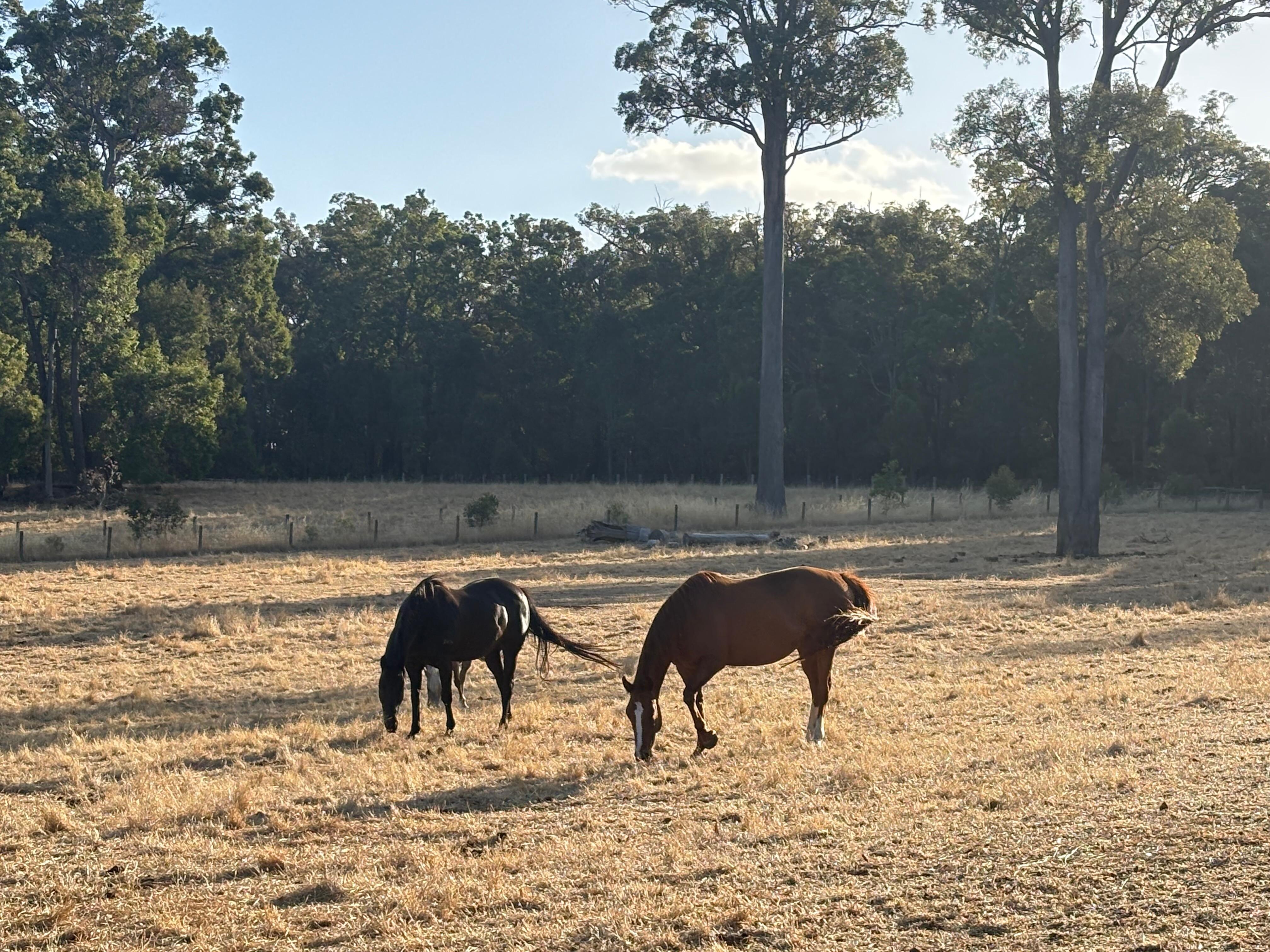 The resident horses