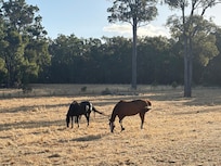 The resident horses