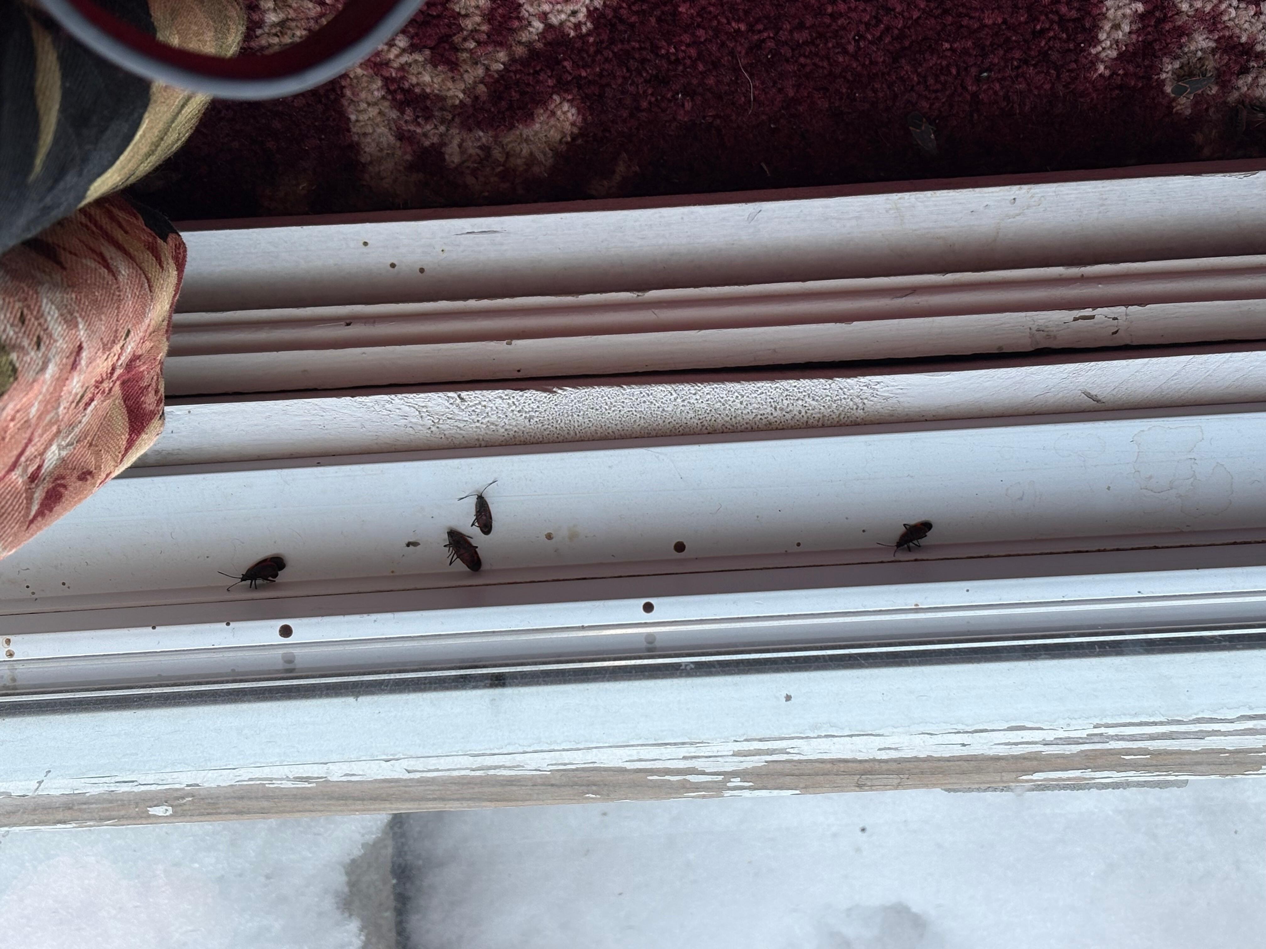 Dirty bugs in the window