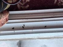 Dirty bugs in the window