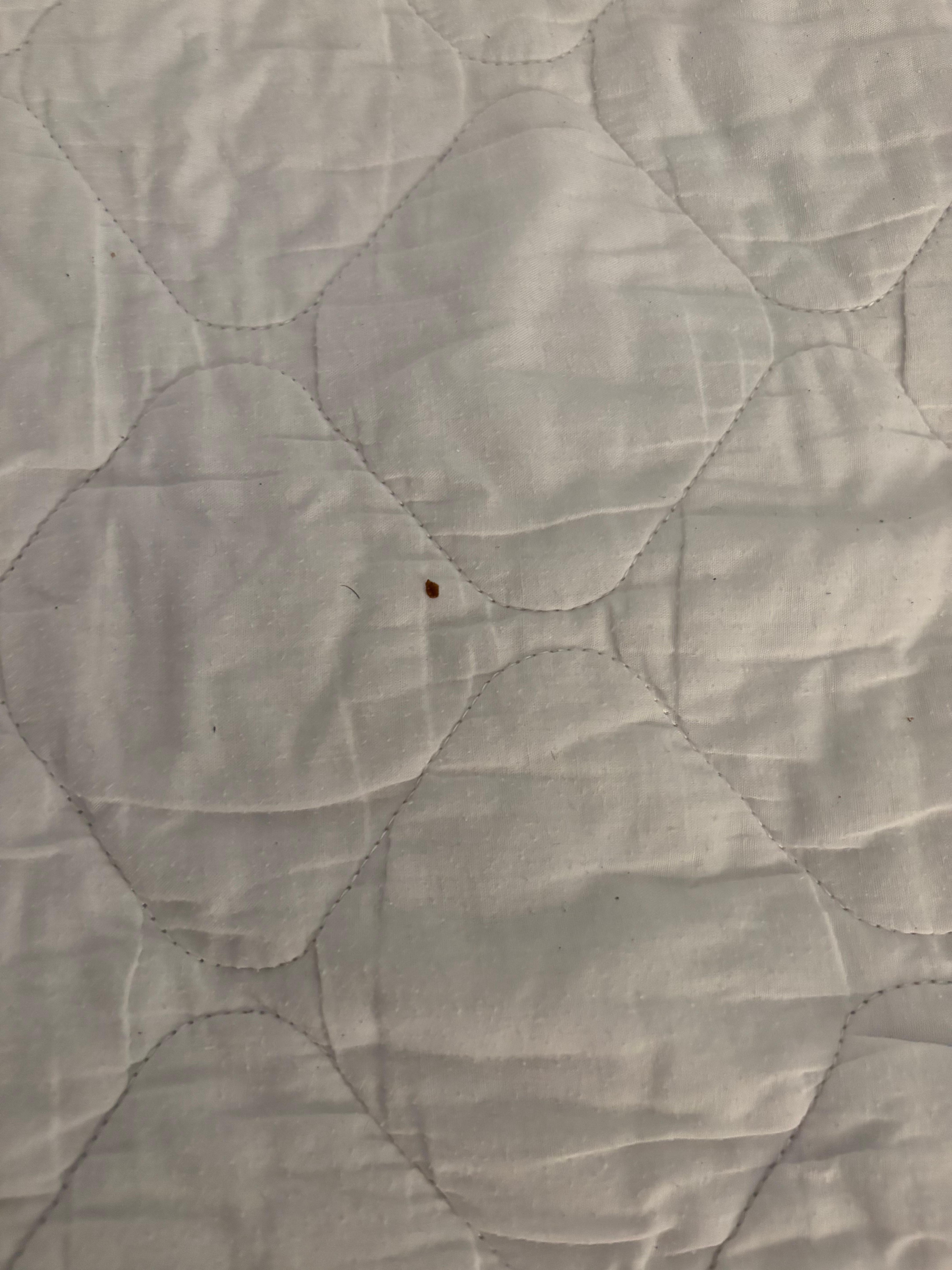 Bed Bugs