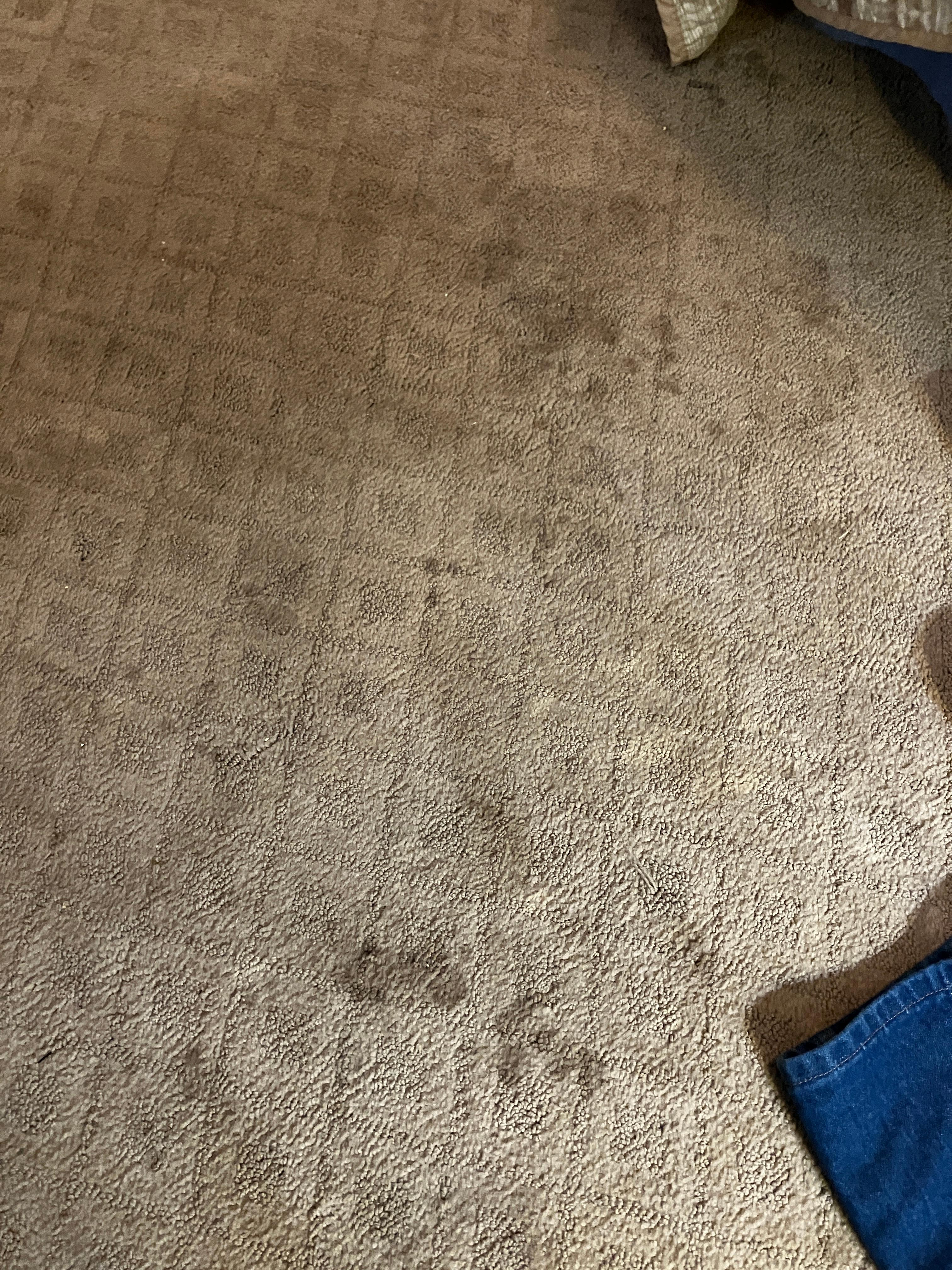 Filthy old stained and smelly carpet