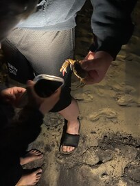 Crab hunting