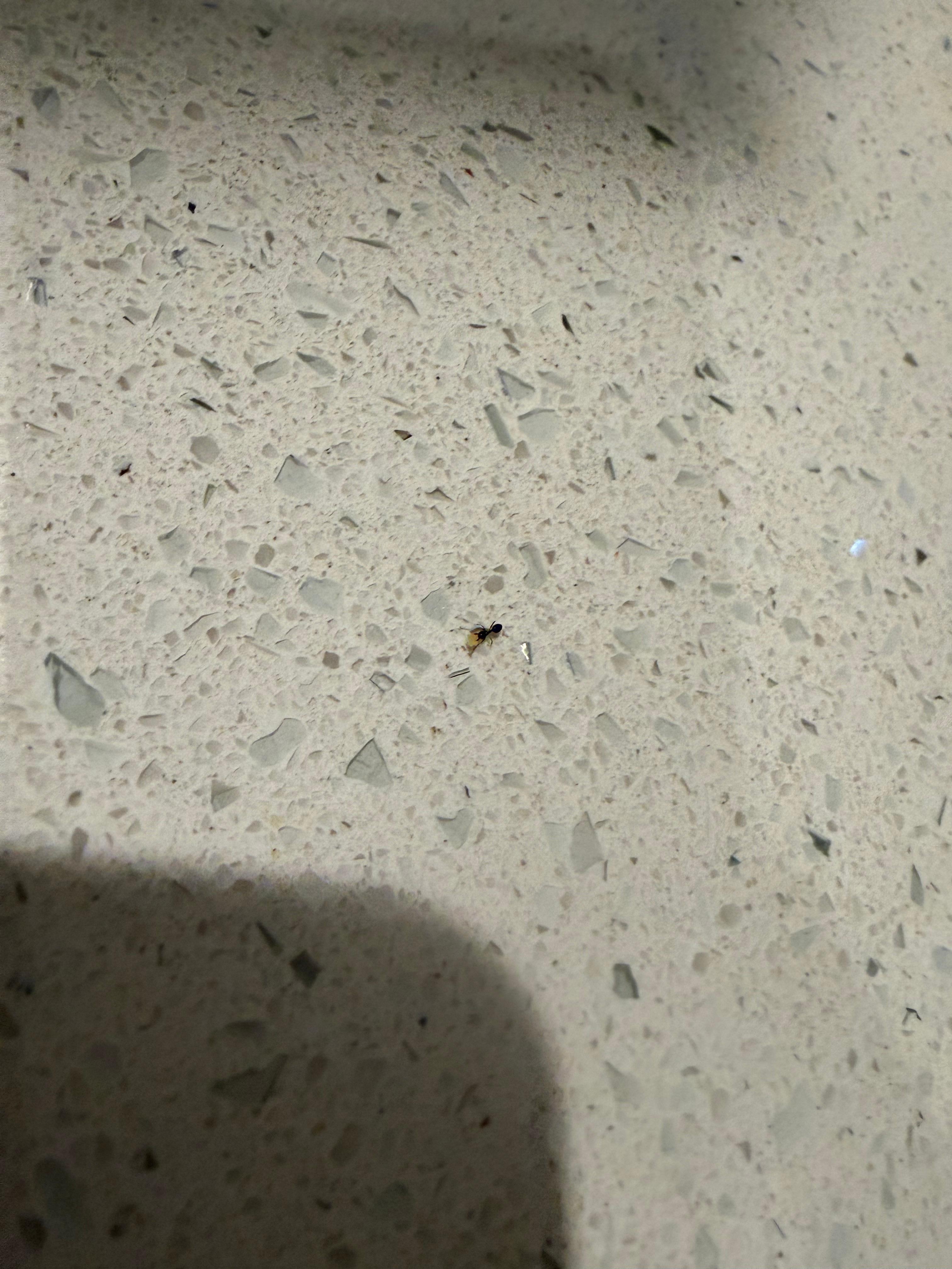 Ants were everywhere in the kitchen on the day we arrived. 