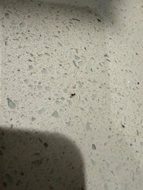 Ants were everywhere in the kitchen on the day we arrived.