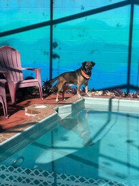 Our pup enjoying the pool views!