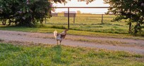 Every morning the chickens scratch around while the sun rises.