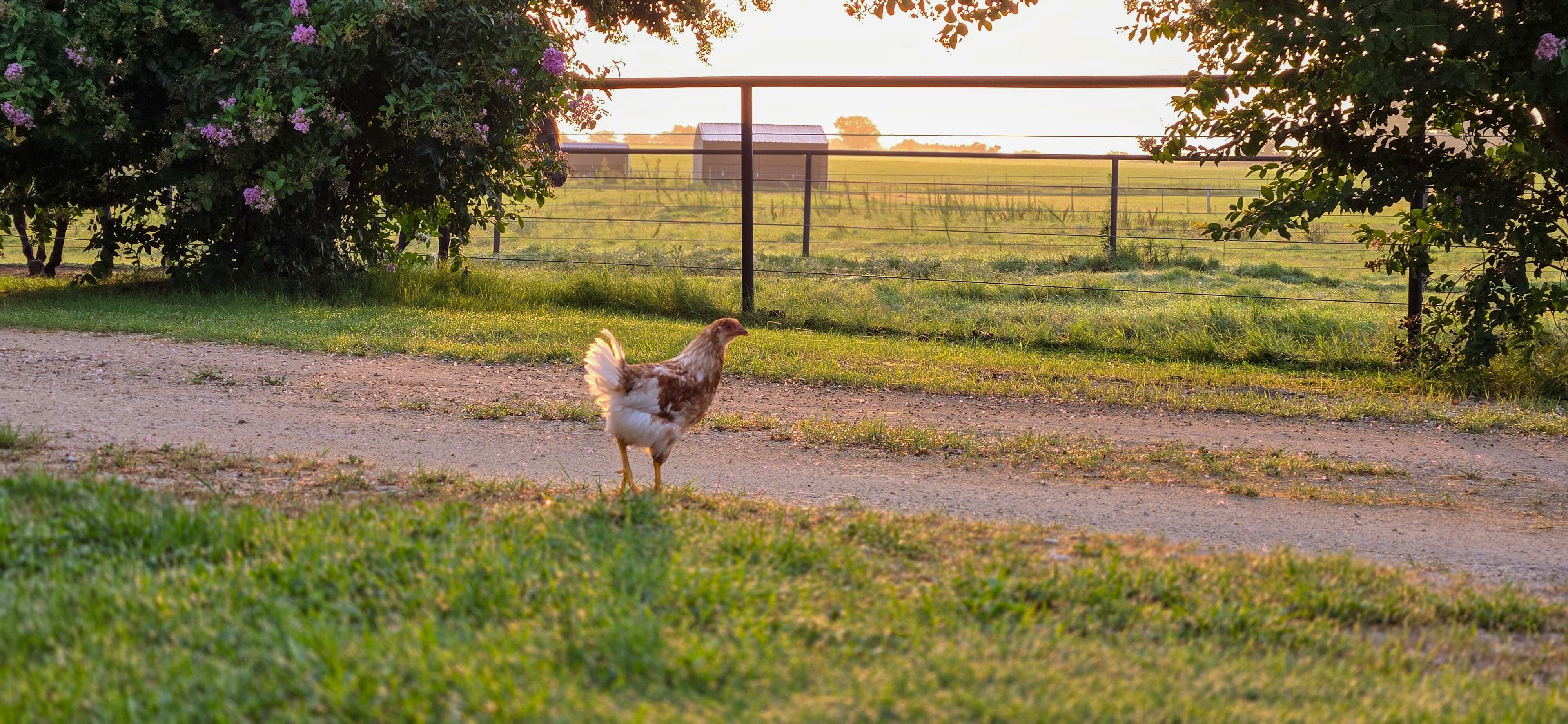 Every morning the chickens scratch around while the sun rises.