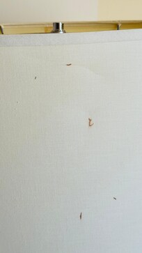 Lamp shade with blood on it?